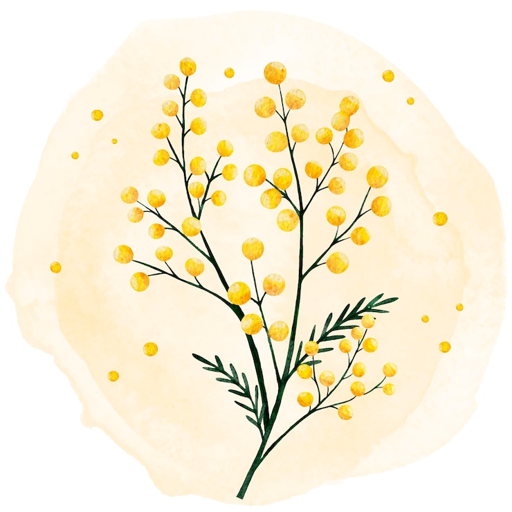 Vettore gratuito illustrazione della mimosa dell'acquerello