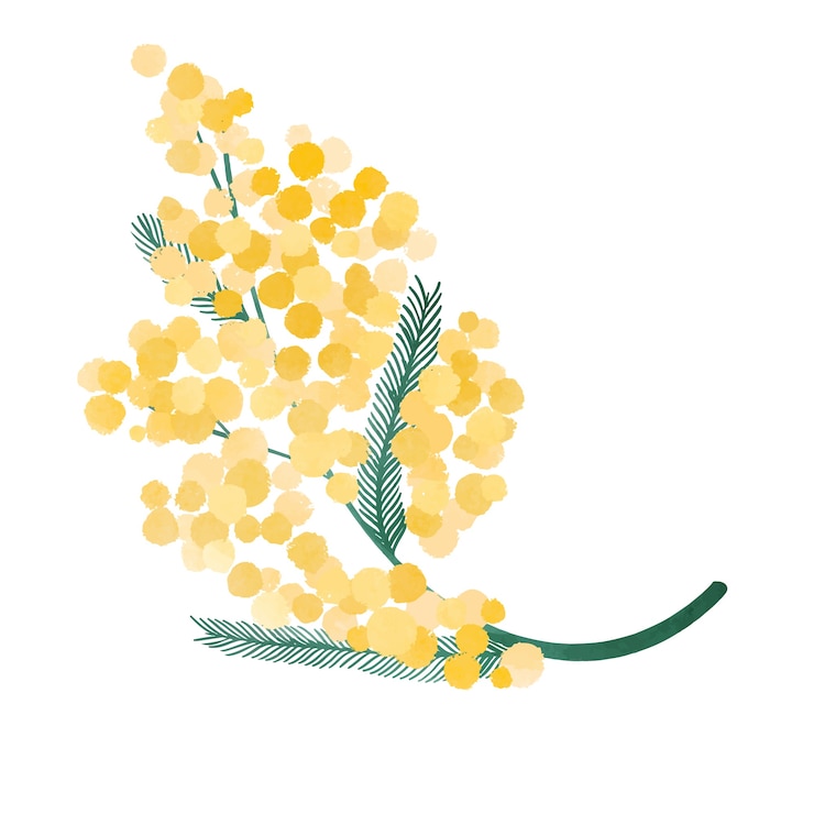 Vettore gratuito illustrazione della mimosa dell'acquerello