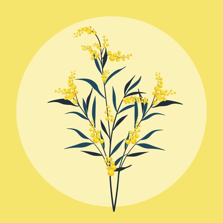 Vettore gratuito illustrazione della mimosa di design piatto disegnato a mano