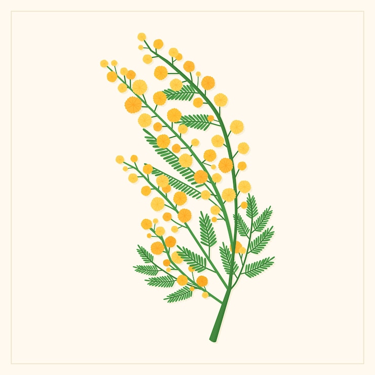 Vettore gratuito illustrazione della mimosa di design piatto disegnato a mano