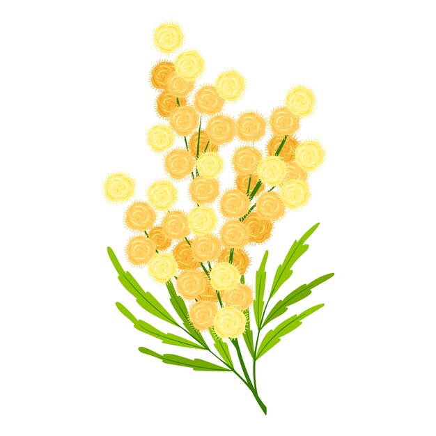 Illustrazione della mimosa di design piatto disegnato a mano