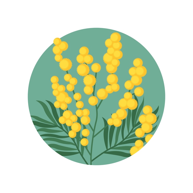 Vettore gratuito illustrazione della mimosa di design piatto disegnato a mano