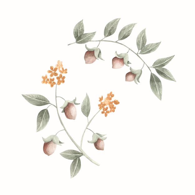 Illustrazione della pianta di jojoba dell'acquerello