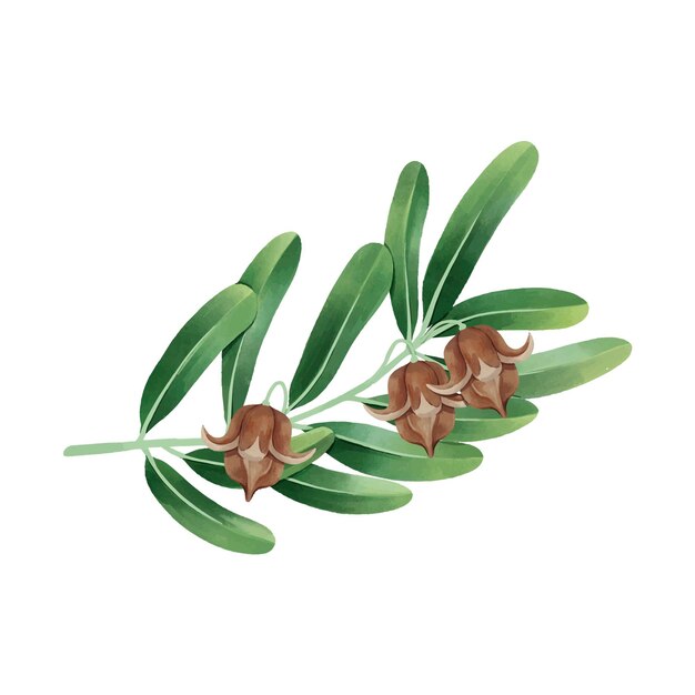 Illustrazione della pianta di jojoba dell'acquerello