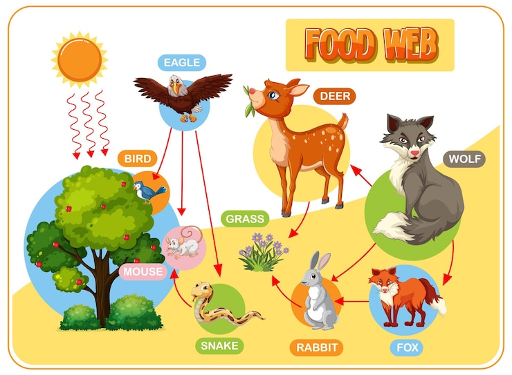 Vettore gratuito illustrazione della rete alimentare forestale