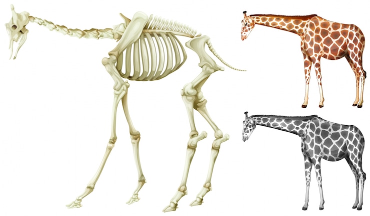 Vettore gratuito illustrazione della struttura della giraffa e dell'osso