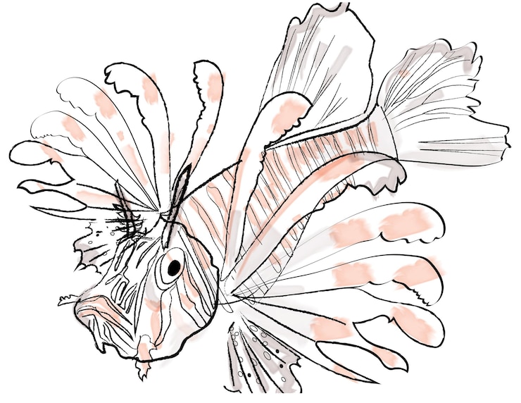 Vettore gratuito illustrazione delle specie del mar rosso dell'acquerello di vettore del pesce leone