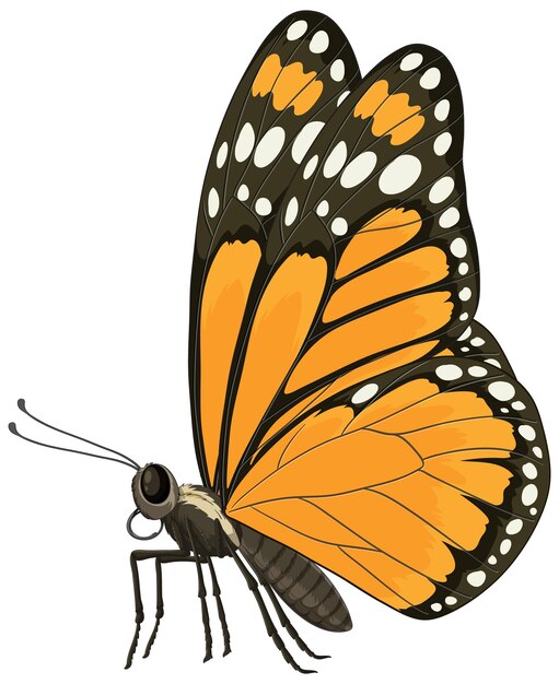 Illustrazione dettagliata del vettore della farfalla monarca