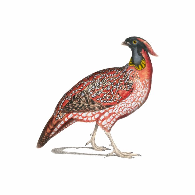 Illustrazione di animali d'epoca