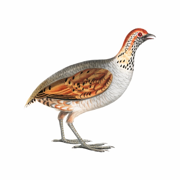 Illustrazione di animali d'epoca