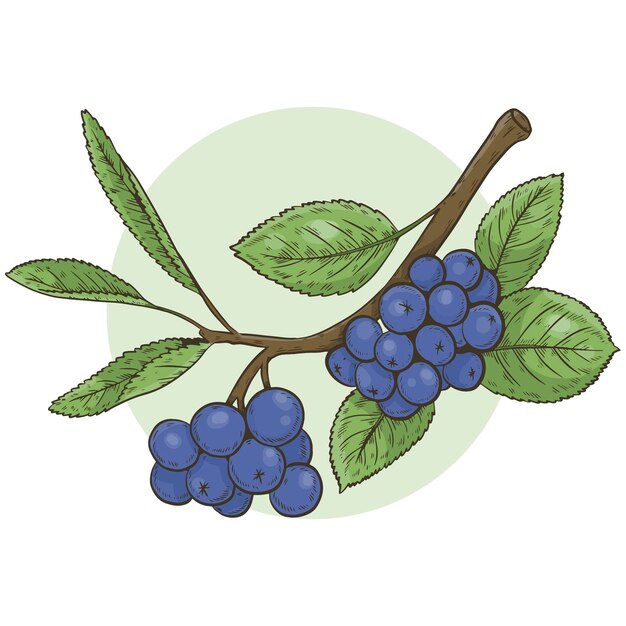 Illustrazione di aronia disegnata a mano