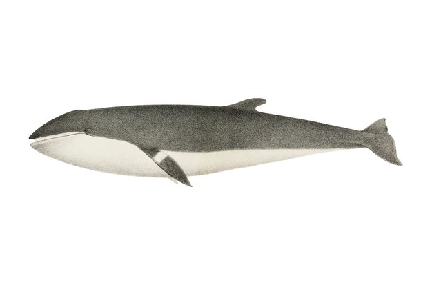 Illustrazione di balene d&#39;epoca