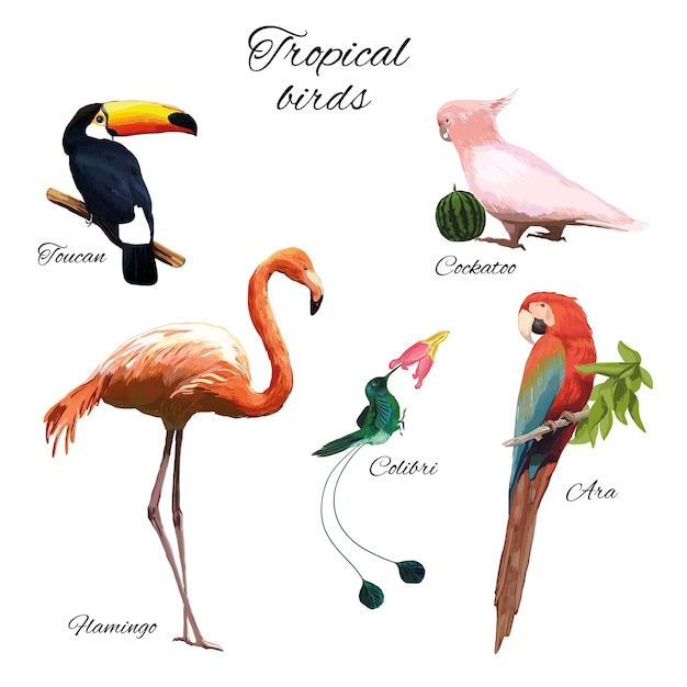 Illustrazione di fauna esotica colorata con diversi bellissimi uccelli tropicali su bianco