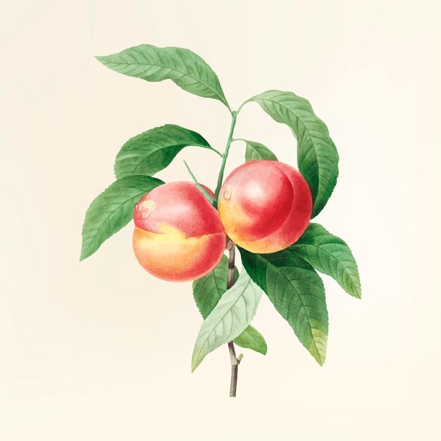 Illustrazione di fiori d&#39;epoca