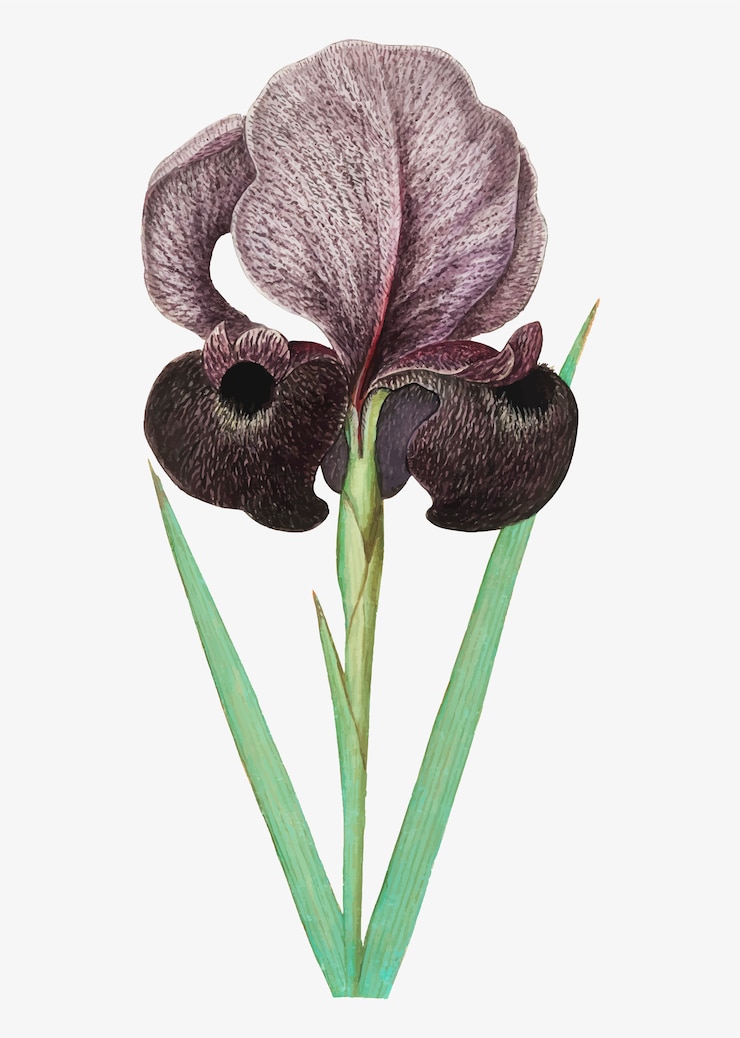 Vettore gratuito illustrazione di fiori d'epoca