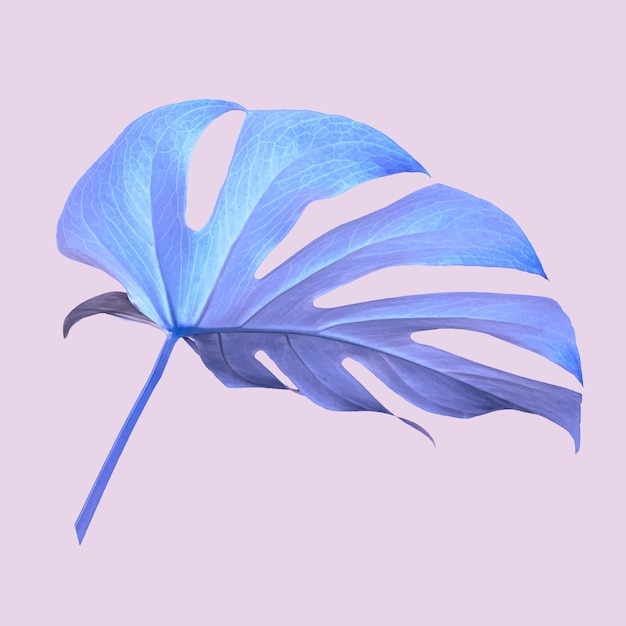 Illustrazione di foglia di monstera viola