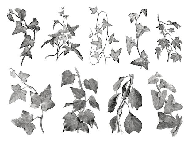 Illustrazione di foglie e piante d&#39;epoca