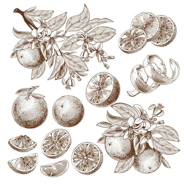 Illustrazione di frutta arancione, fiori che sbocciano, foglie e rami disegno monocromatico vintage.