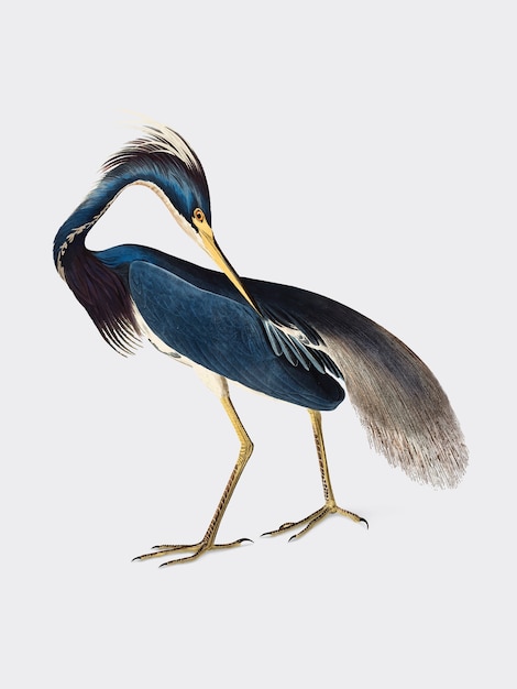 Illustrazione di Louisiana Heron