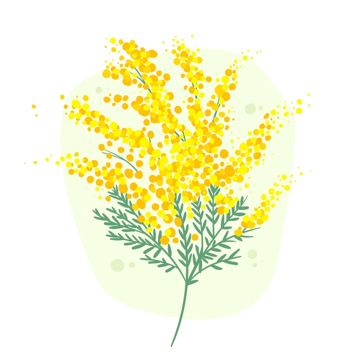 Vettore gratuito illustrazione di mimosa disegnata a mano