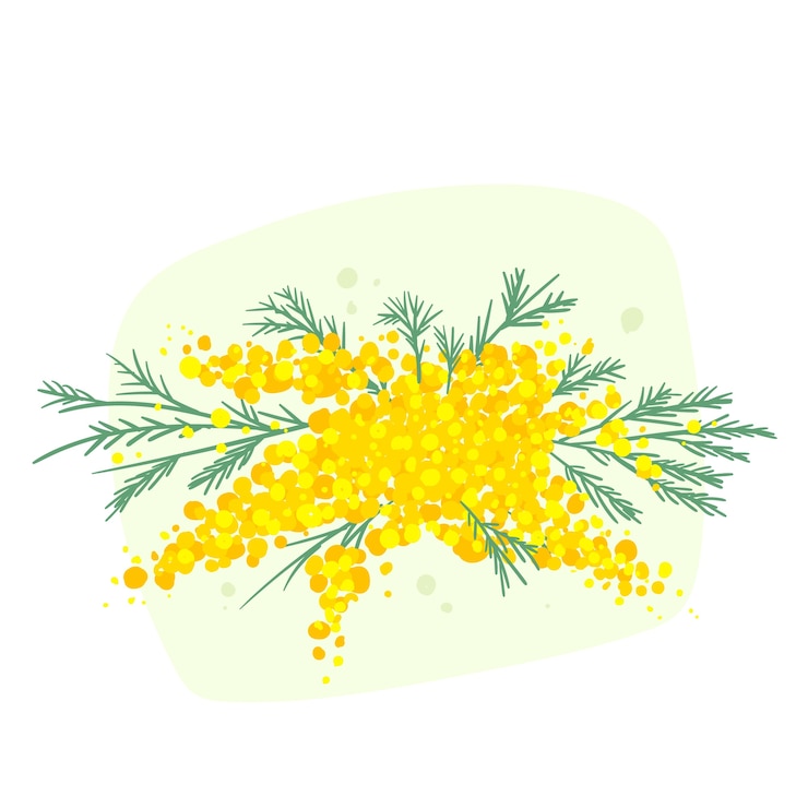 Vettore gratuito illustrazione di mimosa disegnata a mano