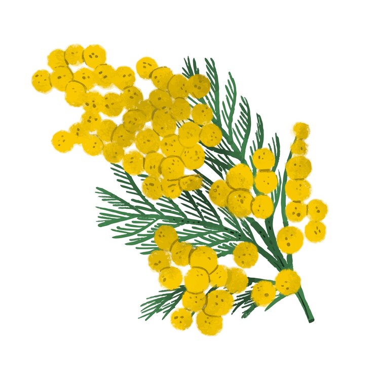 Vettore gratuito illustrazione di mimosa disegnata a mano