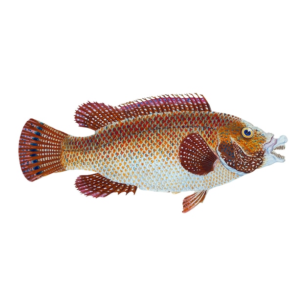 Illustrazione di pesce d&#39;epoca