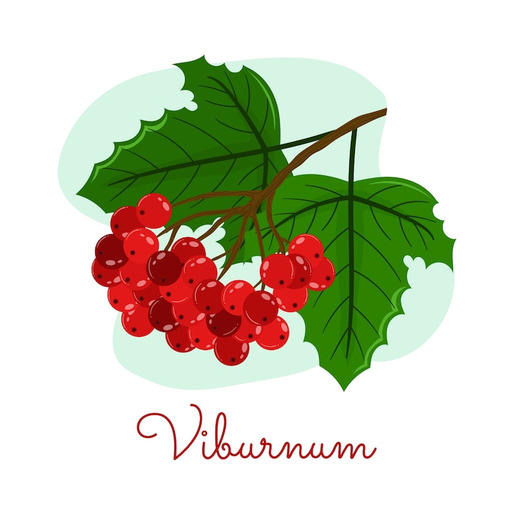 Vettore gratuito illustrazione di sorbo design piatto