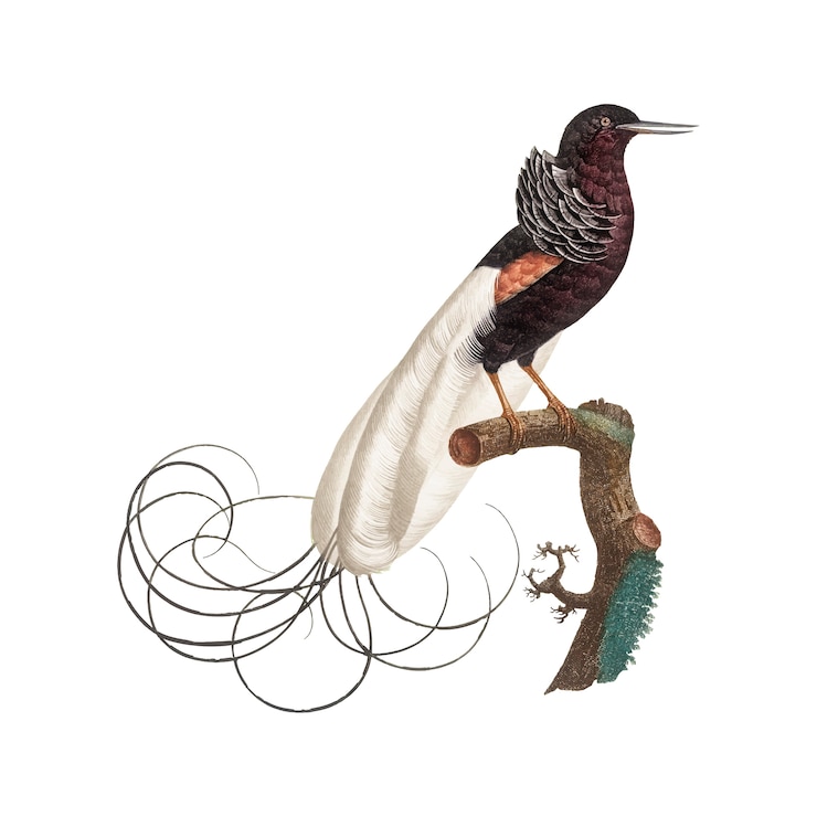 Vettore gratuito illustrazione di uccelli d'epoca