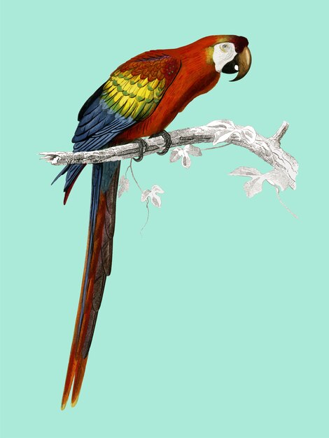Illustrazione di un bellissimo pappagallo su un ramo