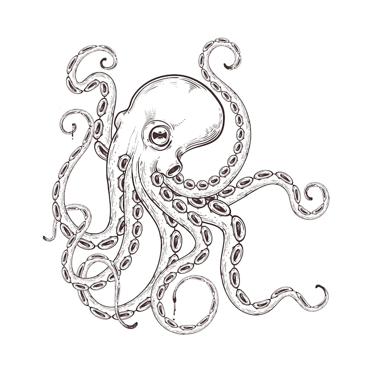 Vettore gratuito illustrazione disegnata a mano del disegno del polpo