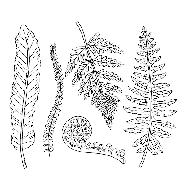 Illustrazione disegnata a mano del disegno della felce