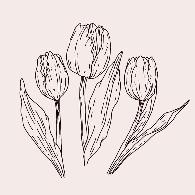 Illustrazione disegnata a mano del profilo del tulipano