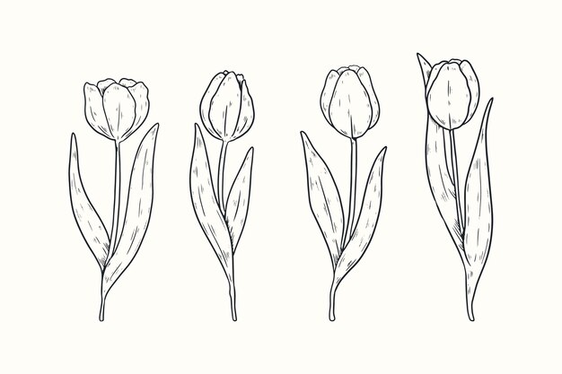 Illustrazione disegnata a mano del profilo del tulipano