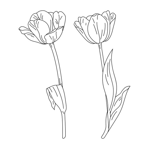 Illustrazione disegnata a mano del profilo del tulipano