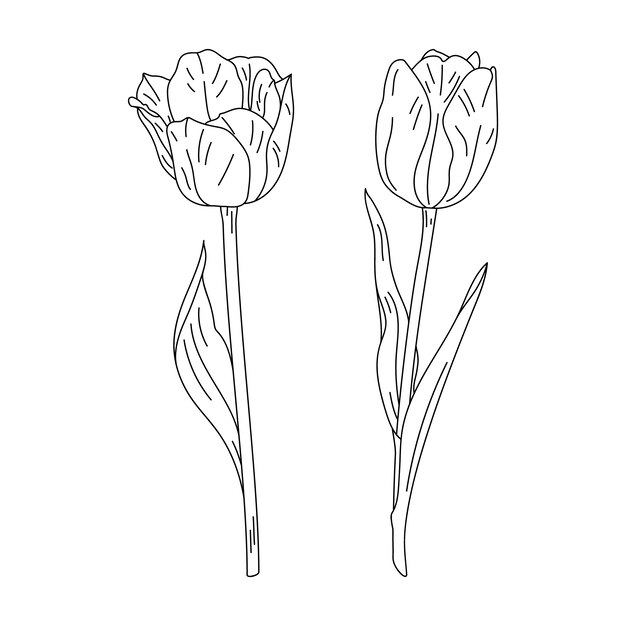 Illustrazione disegnata a mano del profilo del tulipano