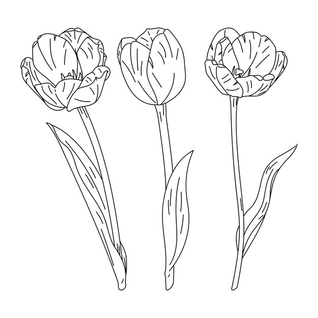 Illustrazione disegnata a mano del profilo del tulipano