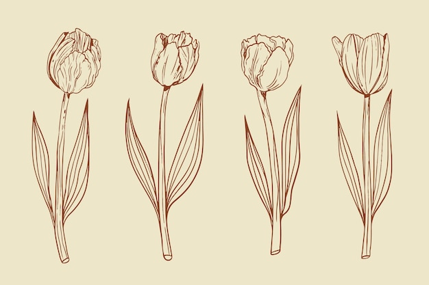 Illustrazione disegnata a mano del profilo del tulipano