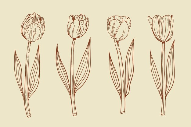 Illustrazione disegnata a mano del profilo del tulipano
