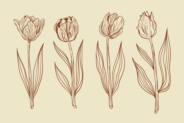 Illustrazione disegnata a mano del profilo del tulipano