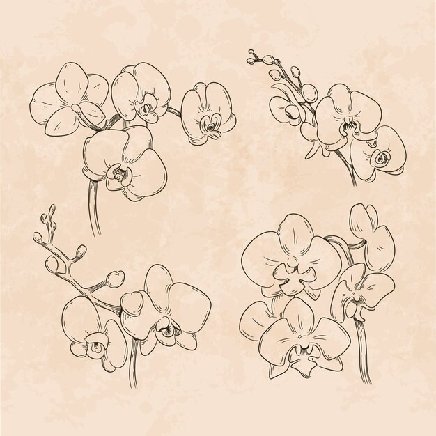 Illustrazione disegnata a mano del profilo dell'orchidea