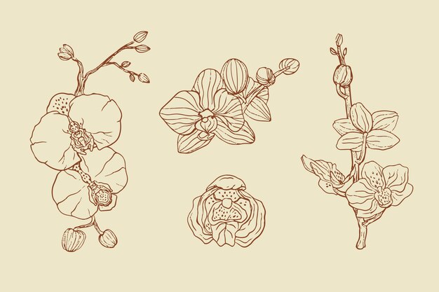 Illustrazione disegnata a mano del profilo dell'orchidea