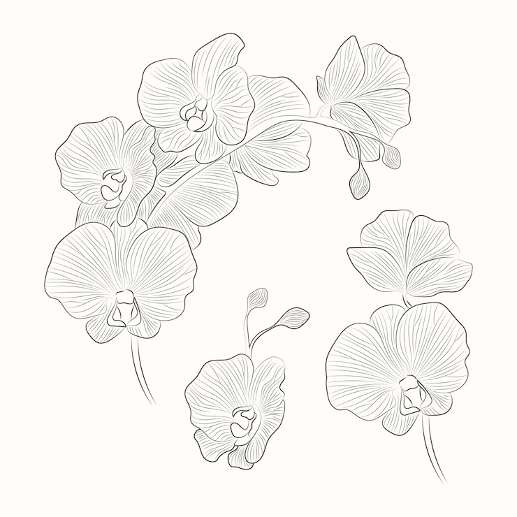 Vettore gratuito illustrazione disegnata a mano del profilo dell'orchidea