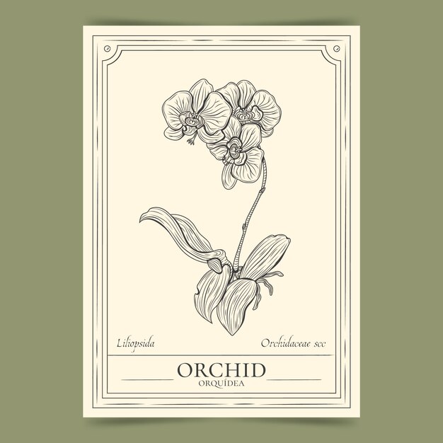 Illustrazione disegnata a mano del profilo dell'orchidea