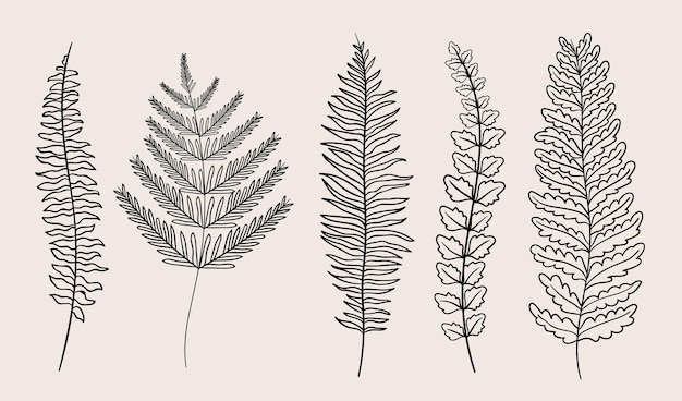 Illustrazione disegnata a mano del profilo della felce