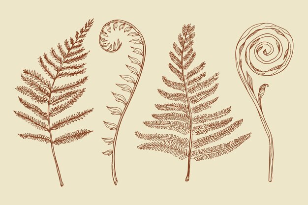 Illustrazione disegnata a mano del profilo della felce