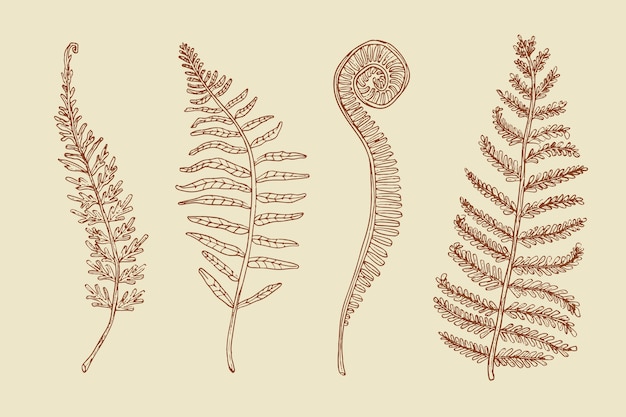 Illustrazione disegnata a mano del profilo della felce