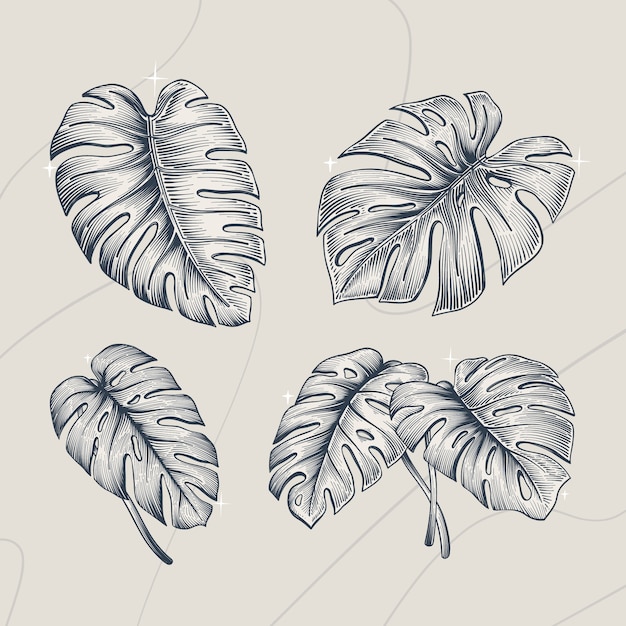 Illustrazione disegnata a mano del profilo della foglia di monstera