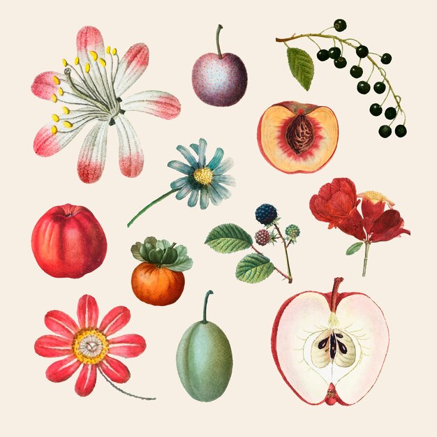 Illustrazione disegnata a mano dell'insieme dell'annata della frutta e del fiore