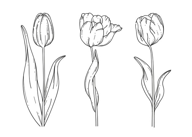 Illustrazione realistica delle foglie d'oro